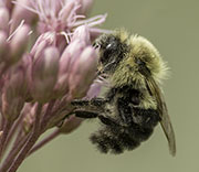 Bees